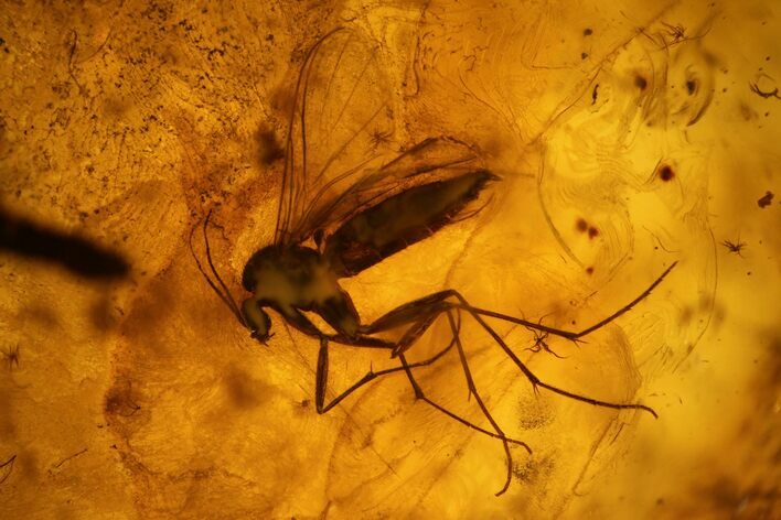 Detailed Fossil Fly (Diptera) In Baltic Amber #139077